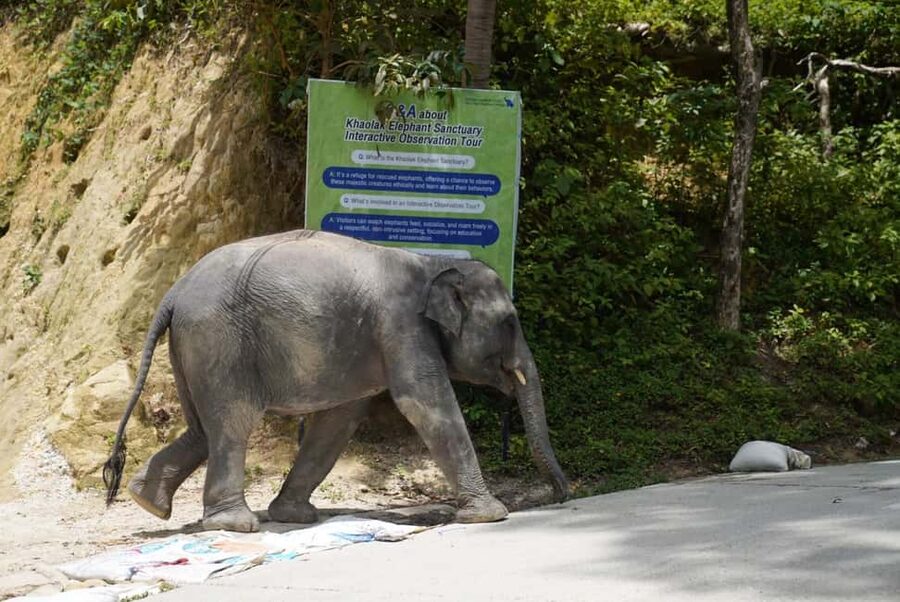 Phuket: Guide Tour to Patong Elephant Sanctuary - From Patong to the hill tribe village