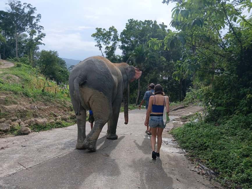 Phuket: Guided Tour to Elephant Sanctuary & Hotel Transfer - Walking beside elephants in the forest