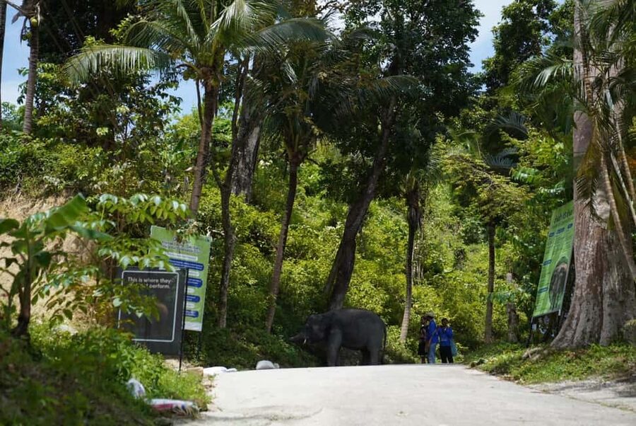 Phuket: Guided Tour to Elephant Sanctuary & Hotel Transfer - Watching bathing, spraying, and natural behavior