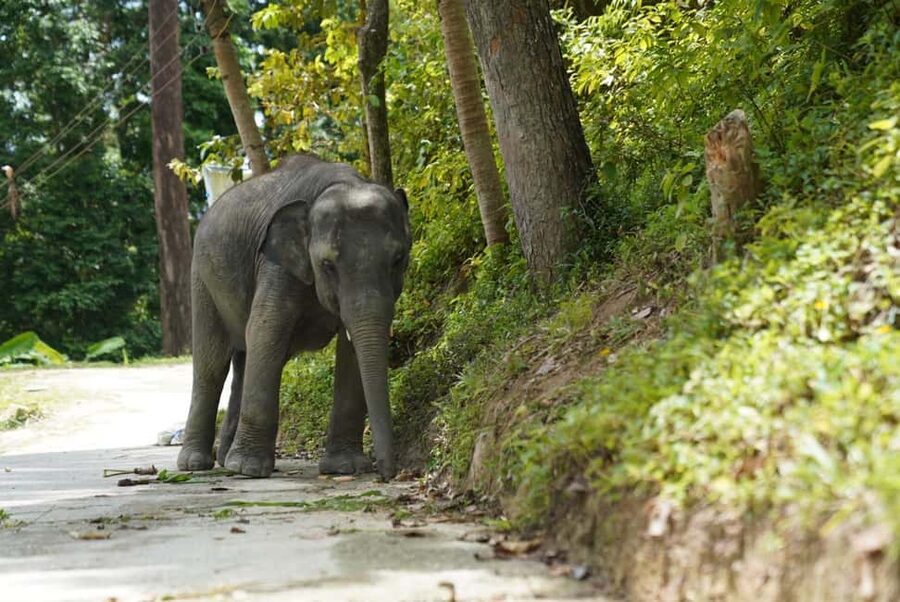 Phuket: Guided Tour to Elephant Sanctuary & Hotel Transfer - The 30-minute transfer from Phuket