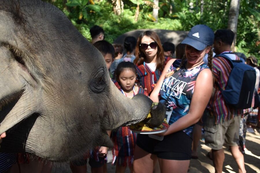 Phuket: Half Day or 2-Hour Ethical Elephant Care Sanctuary - Key points at a glance