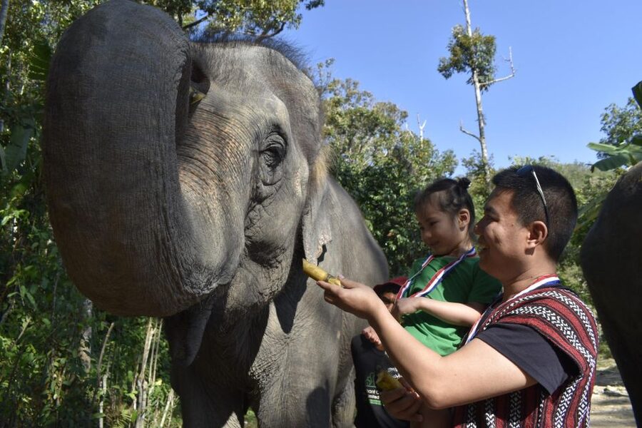 Phuket: Half Day or 2-Hour Ethical Elephant Care Sanctuary - Thai cooking and the food side of the visit