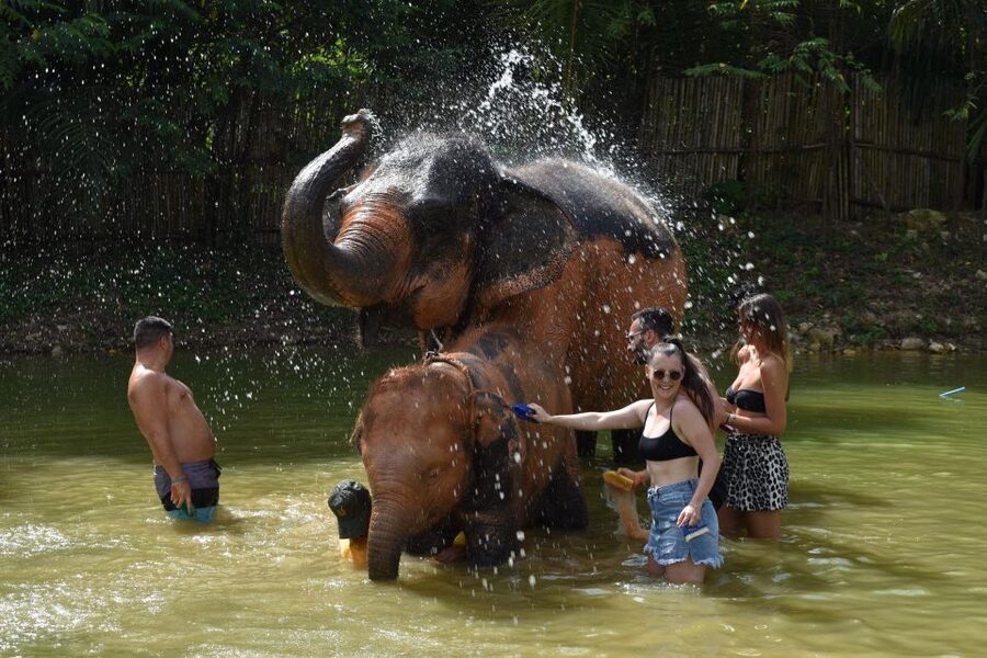 Phuket: Half Day or 2-Hour Ethical Elephant Care Sanctuary - Option A: the half-day feeding, mud, and bathing program