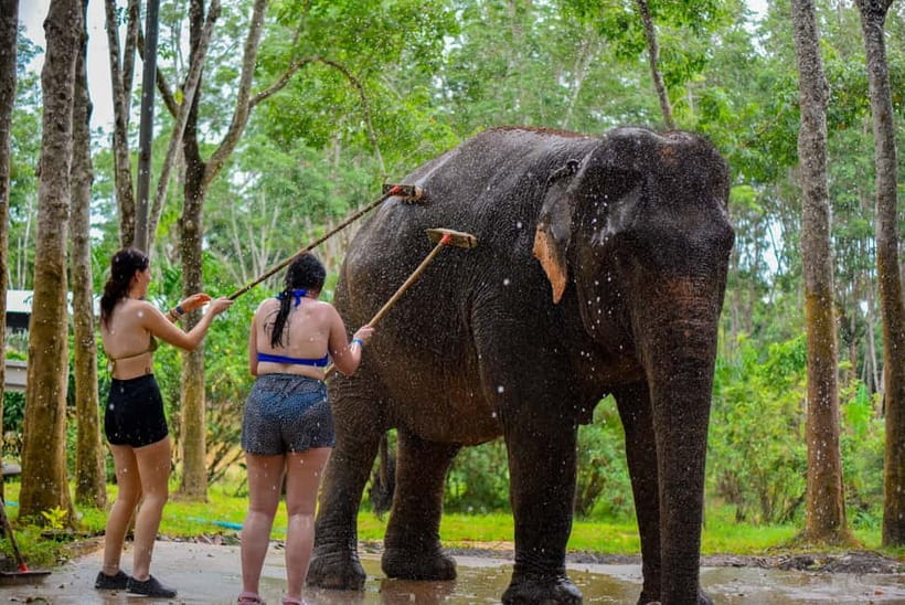 Phuket: Happy Hour Feed and Rain Shower with Elephant - Feeding elephants at Lily Elephant Camp