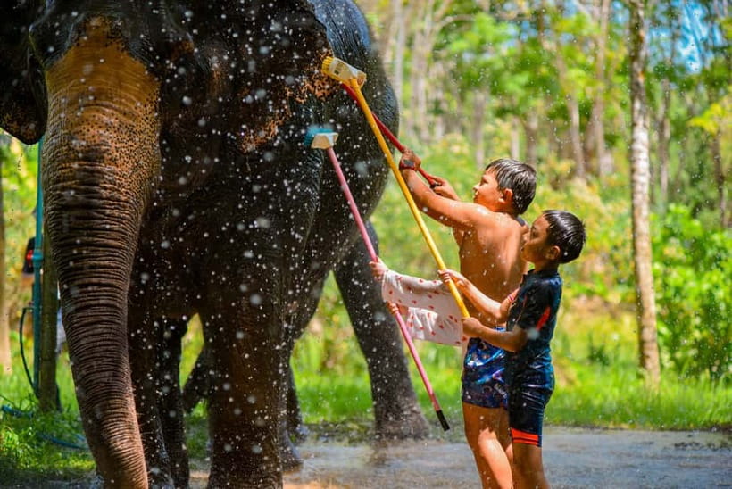 Phuket: Happy Hour Feed and Rain Shower with Elephant - Responsible elephant tourism in Phuket