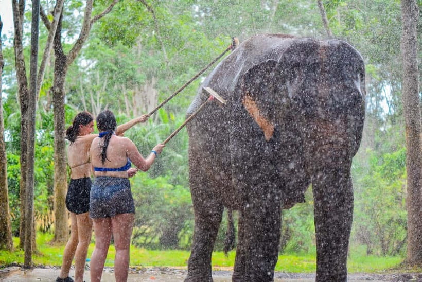 Phuket: Happy Hour Feed and Rain Shower with Elephant - The rain shower, not a swim