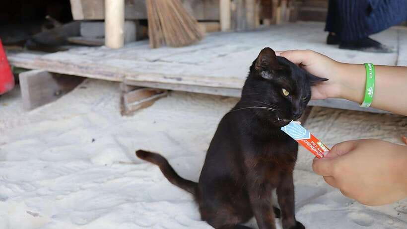 Phuket: Khai Nok, Khai Nai, and Khai Nui Island Day Trip - From Phuket hotel to AA Marina