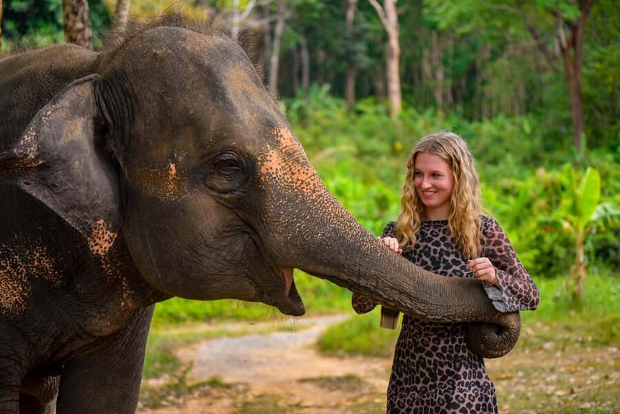 Phuket: Make & Meet The Gentle Giant Experience - Feeding elephants fruit and vitamin balls