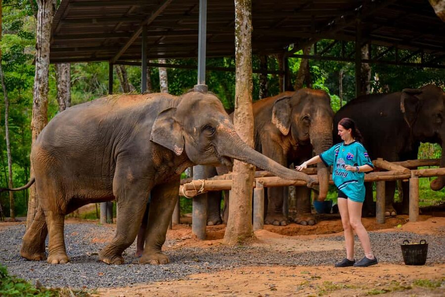 Phuket: Make & Meet The Gentle Giant Experience - Is $34 a fair price?