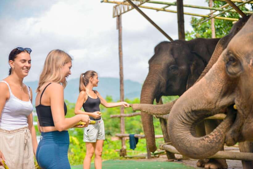 Phuket: Make & Meet The Gentle Giant Experience - Who will enjoy this Phuket elephant activity?