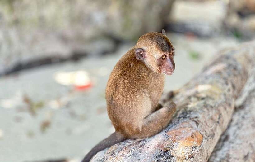 Phuket: Phi Phi Islands and Maya Bay Day Trip with Lunch - Pileh Lagoon and the optional long-tail ride