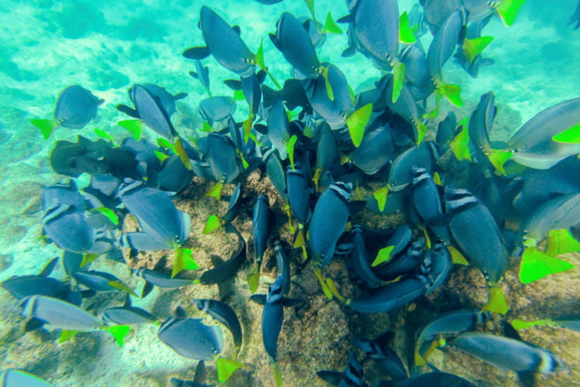 Phuket: Racha and Coral Islands Speedboat Trip with Lunch - Setting out from Phuket by speedboat