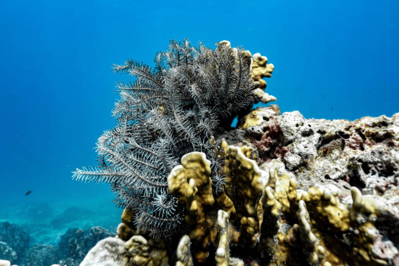 Phuket: Racha and Coral Islands Speedboat Trip with Lunch - Practical preparation for the 450-minute outing