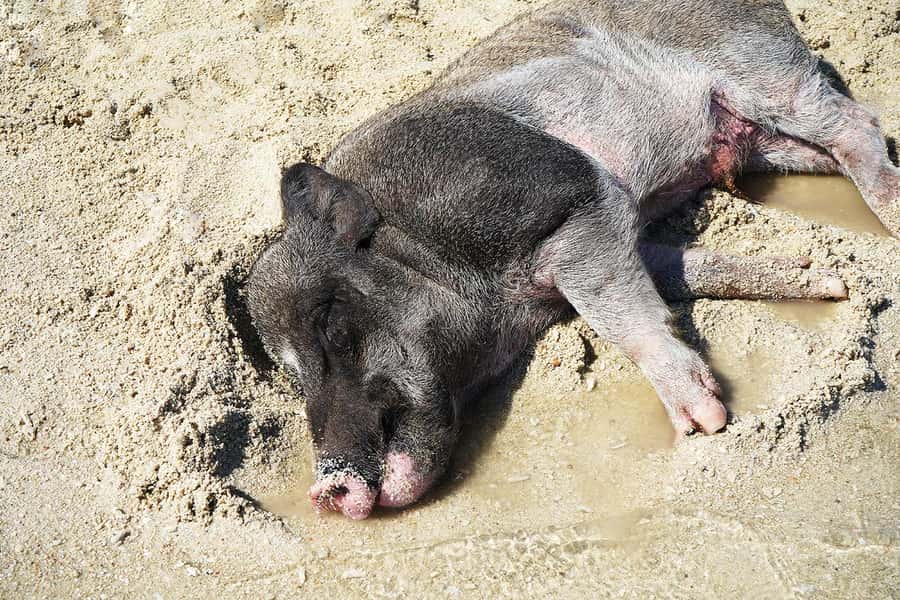 Pig Island(Koh Mudsum) and Koh Tan Half Day Snorkeling Tour - Key points at a glance