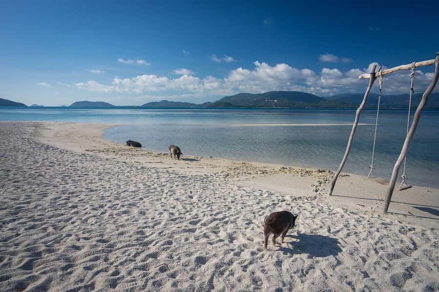 Pig Island(Koh Mudsum) and Koh Tan Half Day Snorkeling Tour - Why Koh Mudsum’s pigs are the main event