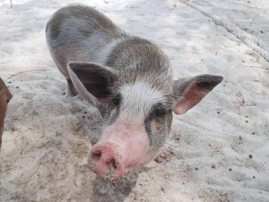 Pig Island(Koh Mudsum) and Koh Tan Half Day Snorkeling Tour - One hour on Koh Tan