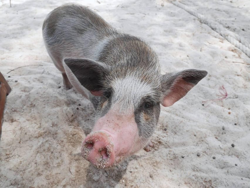 Pig Island(Koh Mudsum) and Koh Tan Half Day Snorkeling Tour - What the $64 price really covers