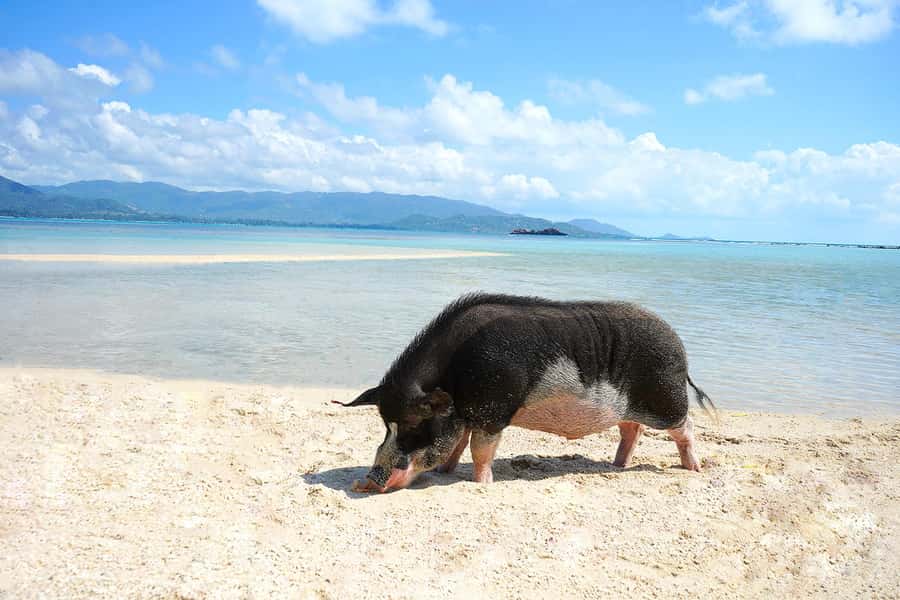 Pig Island(Koh Mudsum) and Koh Tan Half Day Snorkeling Tour - Choosing 08:00 or 13:00