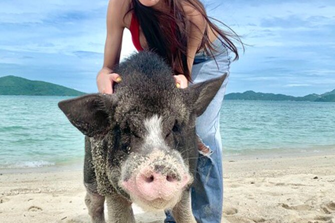 Pig Island Tour by Speedboat with Snorkeling - Why Pig Island is such a popular Koh Samui outing