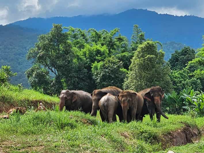 Rantong elephant sanctuary Chiangmai - Key points to know before you go