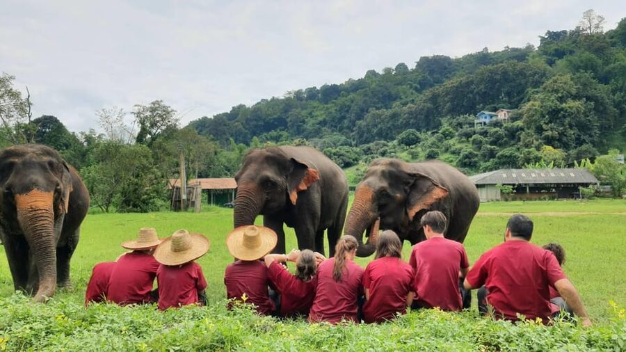 Rantong elephant sanctuary Chiangmai - Walking among elephants at the camp