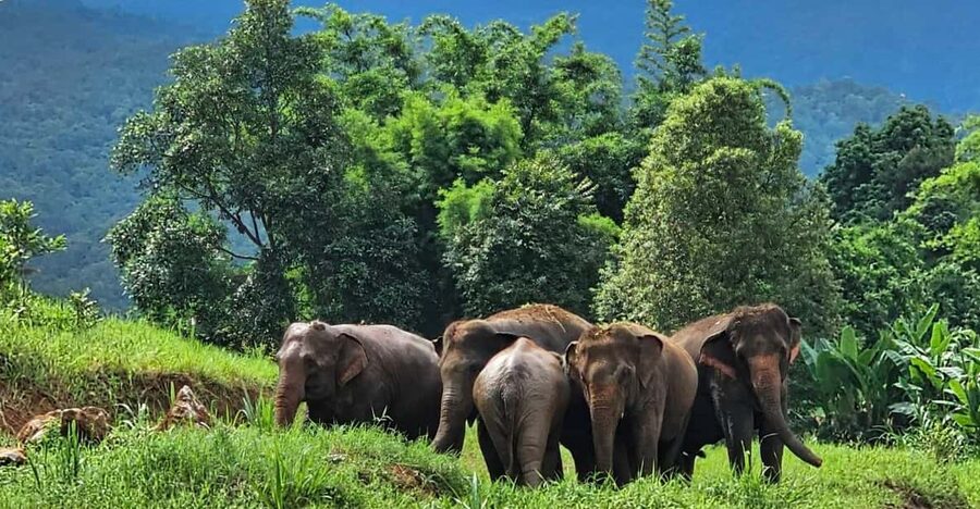 Rantong elephant sanctuary Chiangmai - Morning lunch or afternoon dinner