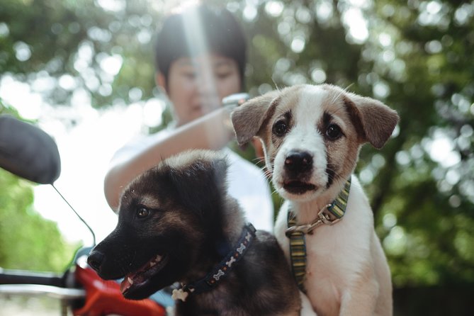 Rescue P.A.W.S. Day Visit - Why this Rescue P.A.W.S. visit feels worthwhile