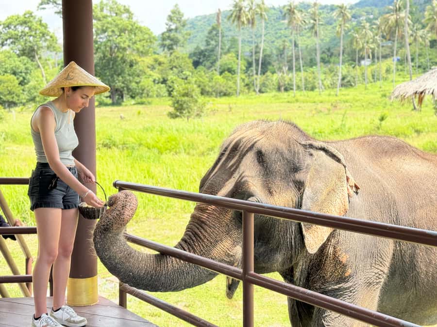Samui:Elephant Jungle experience & The First Elephant Museum - Key points to know before you book