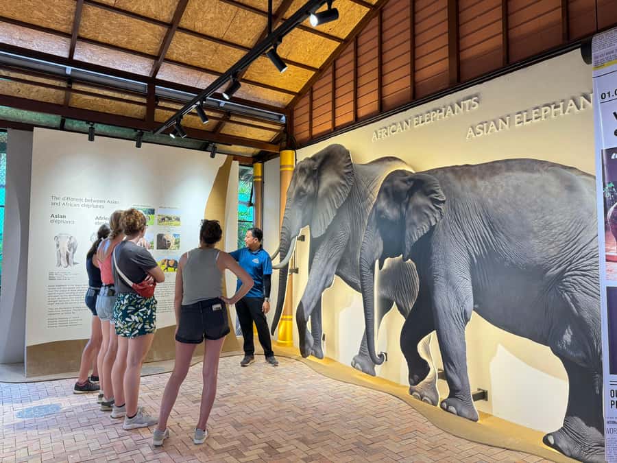 Samui:Elephant Jungle experience & The First Elephant Museum - Why the no mud bath policy matters