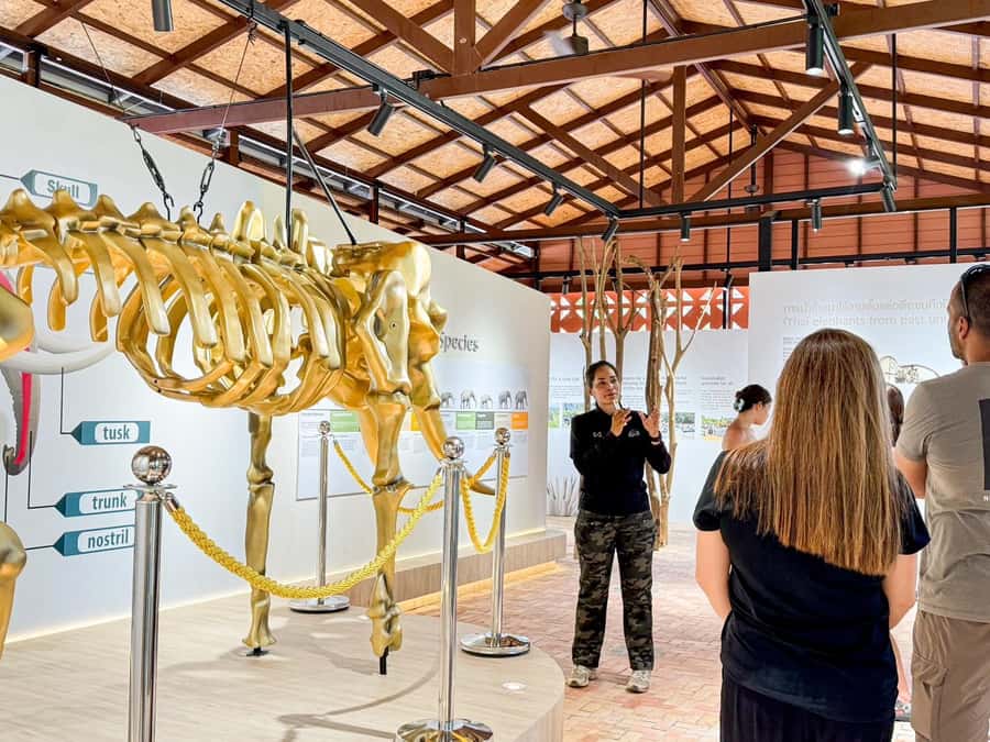 Samui:Elephant Jungle experience & The First Elephant Museum - Food preparation shows the daily work behind a sanctuary