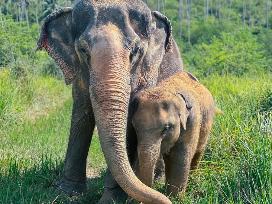 Samui:Elephant Jungle experience & The First Elephant Museum - Guides, group size, and the human side of the visit