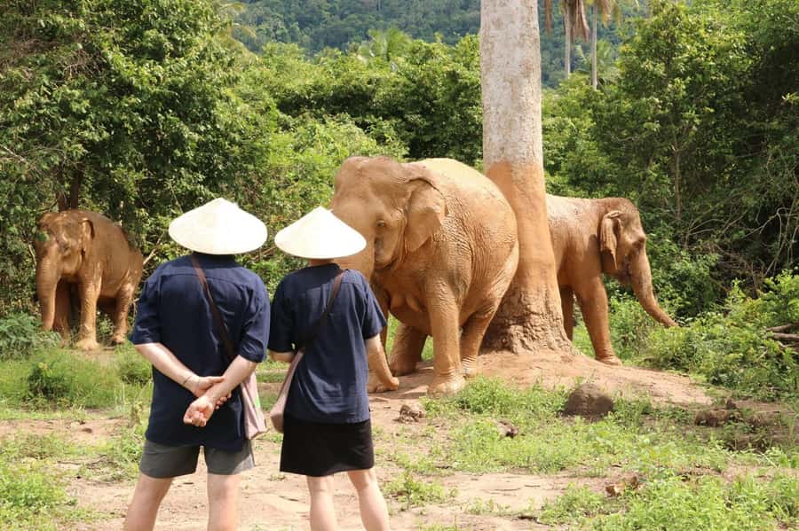Samui:Elephant Jungle experience & The First Elephant Museum - Into the forest with nine rescued elephants