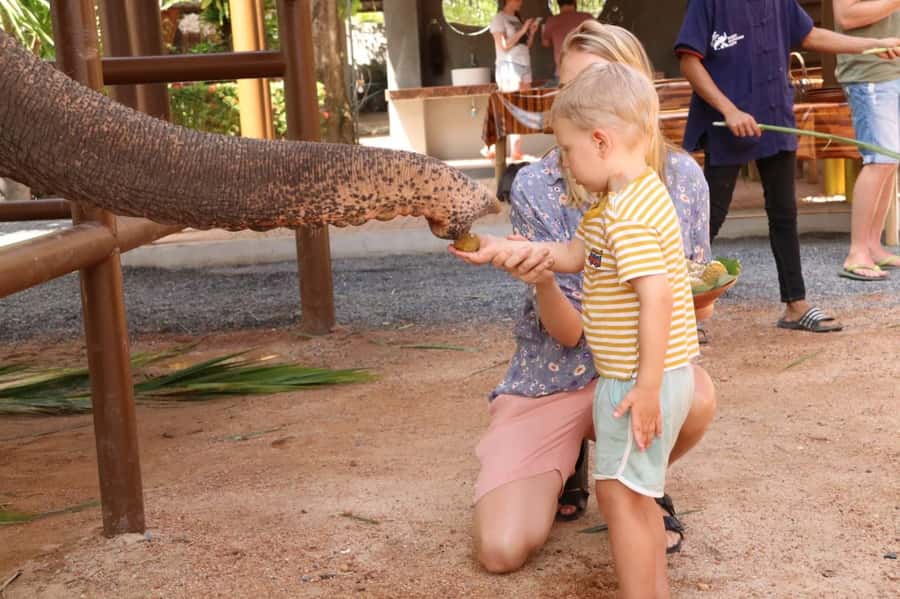 Samui: Elephant Nutrition and Care Education Experience - Key points to know before you book
