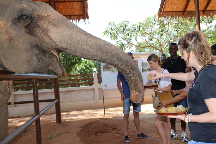 Samui: Elephant Nutrition and Care Education Experience - Meeting the elephants and hearing their stories