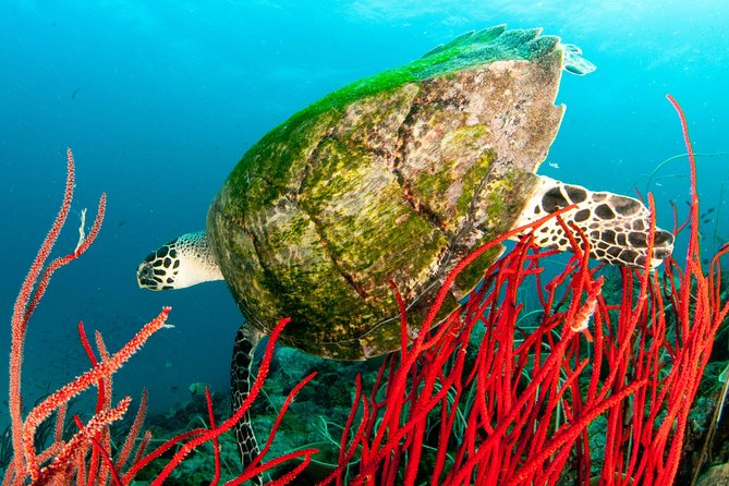 Scuba Diving Day Trip at Koh Chang – 2 Dives - Equipment, safety, and comfort underwater