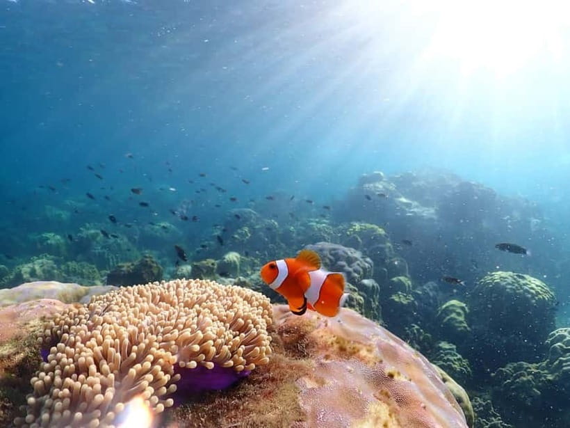 Snorkel & Chill: Nemo Island Trip from Pattaya - What the reef and fish are really like