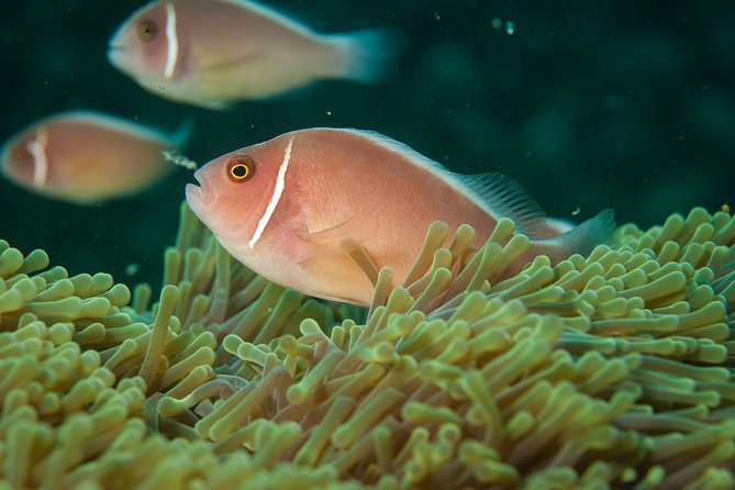Snorkeling Adventure at Koh Chang – Departing from Koh Chang - How long the day really takes