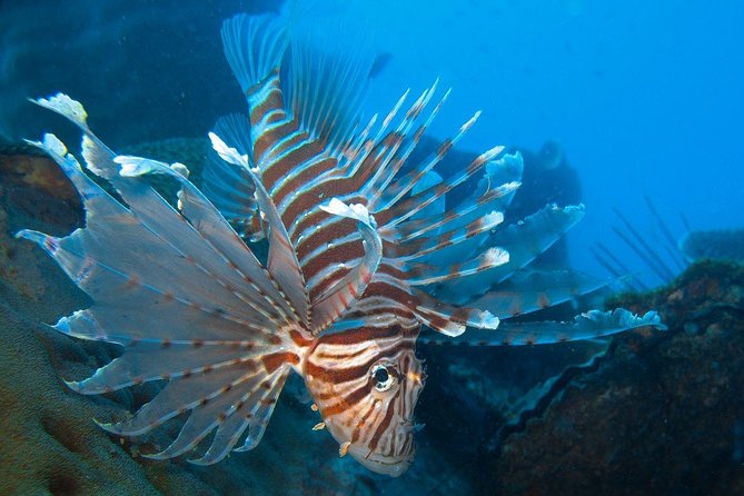 Snorkeling Adventure at Koh Chang – Departing from Koh Chang - What happens once the boat leaves Bang Bao