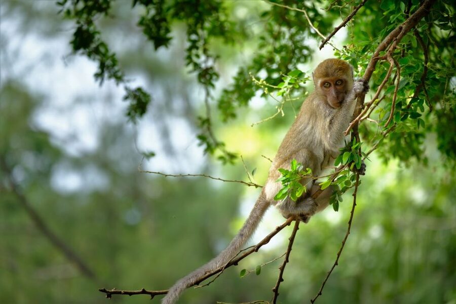 Sok River: Bamboo Raft Ride, Monkey Temple & View Point Tour - Coffee in bamboo and snacks by the water