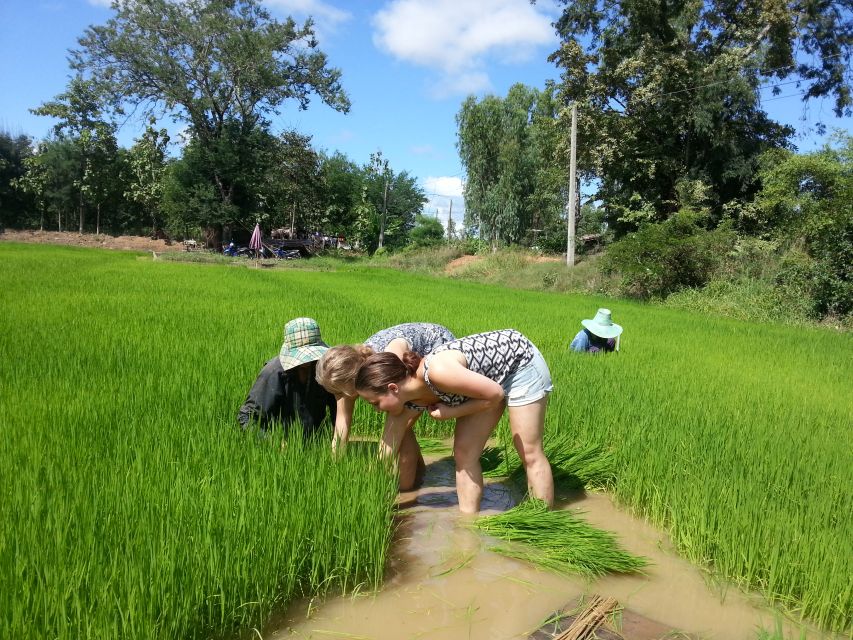 Sukhothai: Half-Day Countryside Bike Tour - Rice whiskey and everyday food